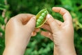 Fresh pods of green peas in hands of child Royalty Free Stock Photo