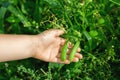 Fresh pods of green peas in hands of child