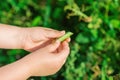 Fresh pods of green peas in hands of child Royalty Free Stock Photo