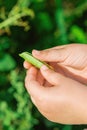 Fresh pods of green peas in hands of child Royalty Free Stock Photo