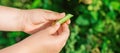 Fresh pods of green peas in hands of child Royalty Free Stock Photo