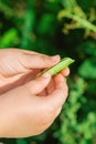 Fresh pods of green peas in hands of child Royalty Free Stock Photo