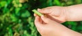 Fresh pods of green peas in hands of child Royalty Free Stock Photo