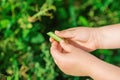 Fresh pods of green peas in hands of child Royalty Free Stock Photo