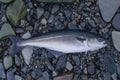 Fresh pollock fish, coalfish, saithe fish on stony shore of fjord Norway Royalty Free Stock Photo