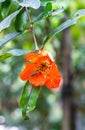 Fresh pomegranate flower with green leaves in the home garden Royalty Free Stock Photo