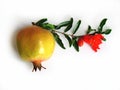 Fresh pomegranate fruit with flower and leaves on the stem and Royalty Free Stock Photo