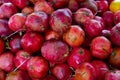 Fresh ripe pomegranates in box for sale Royalty Free Stock Photo