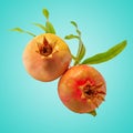 Fresh pomegranate fruits isolated on green background