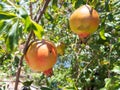 Fresh pomegranate on the tree.