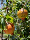 Fresh pomegranate on the tree.