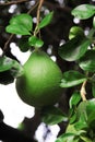 Fresh pomelo fruit with green leaves hanging on tree in organic nature farm