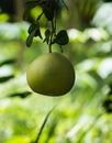 Fresh pomelo fruit