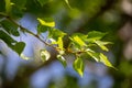 Fresh poplar leaves. Wet resin leaves.