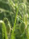 Fresh poppy buds