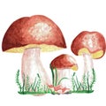Fresh porcini boletus edulis mushrooms with grass, leaf isolated on white background. Watercolor hand drawn illustration in