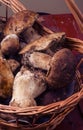 Fresh porcini close-up