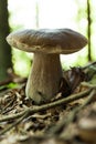 Fresh porcini mushroom, agriculture background. Beautiful brown boletus, cap. Wild penny bun, cep Royalty Free Stock Photo