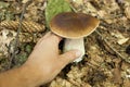 Fresh porcini mushroom, agriculture background. Beautiful brown boletus, cap. Wild penny bun, cep Royalty Free Stock Photo