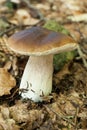 Fresh porcini mushroom, agriculture background. Beautiful brown boletus, cap. Wild penny bun, cep, porcino Royalty Free Stock Photo