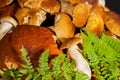 Fresh porcini mushrooms folded hats to the camera Royalty Free Stock Photo