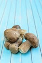 Fresh porcini mushrooms lying on wooden turquoise table