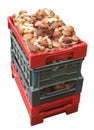 A fresh porcini mushrooms in plastic boxes isolated