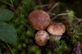 Fresh porcino mushrooms growing in forest, closeup Royalty Free Stock Photo