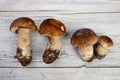 Fresh Porcino or Porcini Mushrooms in Autumn Royalty Free Stock Photo