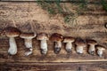 Fresh Porcino or Porcini Mushrooms in Autumn Royalty Free Stock Photo