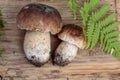 Fresh Porcino or Porcini Mushrooms in Autumn Royalty Free Stock Photo