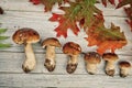 Fresh Porcino or Porcini Mushrooms in Autumn Royalty Free Stock Photo