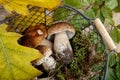 Fresh Porcino or Porcini Mushrooms in Autumn