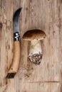 Fresh Porcino or Porcini Mushrooms in Autumn Royalty Free Stock Photo