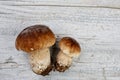 Fresh Porcino or Porcini Mushrooms in Autumn Royalty Free Stock Photo