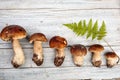 Fresh Porcino or Porcini Mushrooms in Autumn Royalty Free Stock Photo