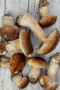 Fresh Porcino or Porcini Mushrooms in Autumn Royalty Free Stock Photo