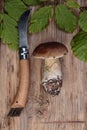 Fresh Porcino or Porcini Mushrooms in Autumn Royalty Free Stock Photo