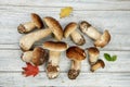 Fresh Porcino or Porcini Mushrooms in Autumn Royalty Free Stock Photo