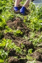 Fresh potato harvest Royalty Free Stock Photo