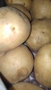 Fresh potato Royalty Free Stock Photo