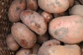 Fresh potatoes in a basket. Potato harvest Royalty Free Stock Photo