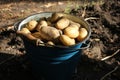 Fresh potatoes in a bucket on the ground. Newly harvested potatoes in the vegetable garden. Royalty Free Stock Photo