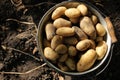 Fresh potatoes in a bucket on the ground. Newly harvested potatoes in the vegetable garden. Royalty Free Stock Photo