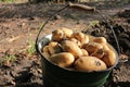 Fresh potatoes in a bucket on the ground. Newly harvested potatoes in the vegetable garden. Royalty Free Stock Photo