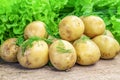 Fresh potatoes with dill and lettuce leaves Royalty Free Stock Photo
