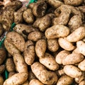 Fresh potatoes dirty on the floor. Royalty Free Stock Photo