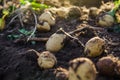 Fresh potatoes on ground. Freshly dug organic potato vegetables lie on moist, loose ground with tops. Gardening and farming. Royalty Free Stock Photo