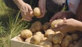 fresh potatoes hands farmer. farming concept. growing young potatoes as bioproduct healthy diet vegetables. Agriculture