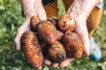 Fresh potatoes harvest very old woman& x27;s hands. Royalty Free Stock Photo
